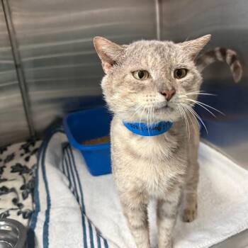 Domestic Short Hair Cats Available for Adoption in Lakeland, Florida - Wolfgang | PetCurious