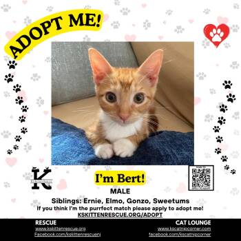 Bert -  Domestic Short Hair Cat for Adoption in OSBORNVILLE, New Jersey - Bert | PetCurious