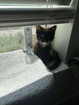 Peek-A-Boo -  Domestic Long Hair Cat for Adoption in Millcreek, Utah - Peek-A-Boo | PetCurious