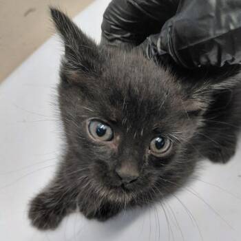 CSAS-Stray-857_2_3 -  Domestic Short Hair Cat for Adoption in Springtown, Texas - CSAS-Stray-857_2_3 | PetCurious