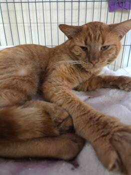 Rescue Domestic Short Hair Cats for Adoption in Hamilton, Ohio - Gnocchi | PetCurious