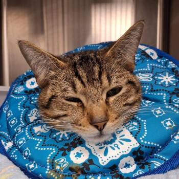 Domestic Short Hair Cats Available for Adoption in Lakeland, Florida - Johnson | PetCurious