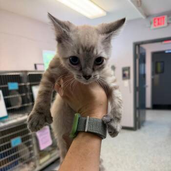 Artic -  Siamese Cat for Adoption in Port Charlotte, Florida - Artic | PetCurious