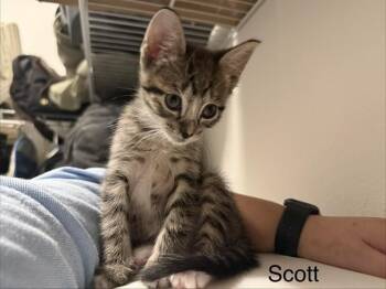 SCOTT -  Domestic Short Hair Cat for Adoption in Ocala, Florida - SCOTT | PetCurious