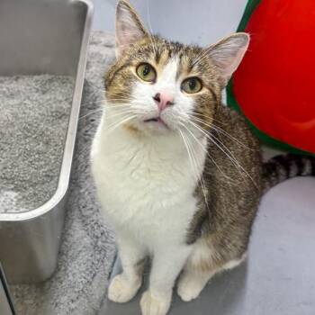 Chuck -  Domestic Short Hair Cat for Adoption in Des Moines, Iowa - Chuck | PetCurious