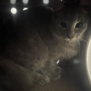 Funky -  Domestic Short Hair Cat for Adoption in Greensboro, North Carolina - Funky | PetCurious