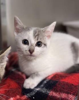 Marty (with Ollie) -  Domestic Short Hair Cat for Adoption in Richmond, Virginia - Marty (with Ollie) | PetCurious