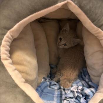Rudy -  Domestic Short Hair Cat for Adoption in Cedar Rapids, Iowa - Rudy | PetCurious