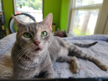 Rescue Domestic Short Hair Cats for Adoption in Evansville, Indiana - Spunky | PetCurious