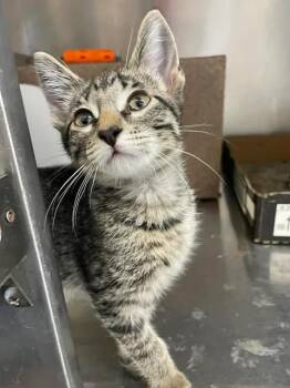Domestic Short Hair Cats Available for Adoption in Stillwater, Oklahoma - Turbo | PetCurious