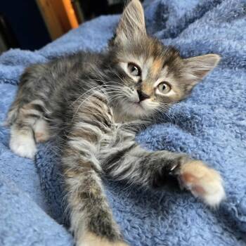 Rescue Domestic Short Hair Cats for Adoption in Fayetteville, Georgia - Tippie (adopt With Chester) | PetCurious