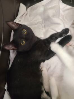 KAT WINSLET -  Domestic Short Hair Cat for Adoption in Derwood, Maryland - KAT WINSLET | PetCurious