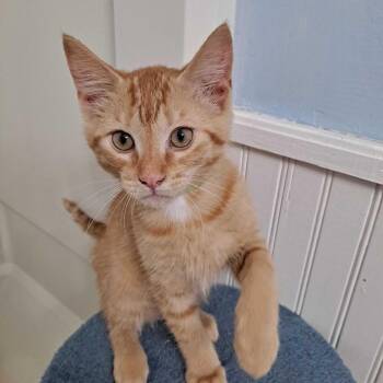 Domestic Short Hair Cats Available for Adoption in Glenfield, New York - Apollo | PetCurious