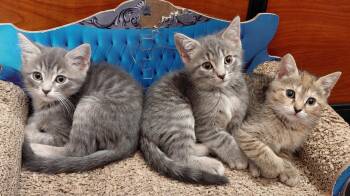 Clementine -  American Shorthair Cat for Adoption in Marvin, North Carolina - Clementine | PetCurious