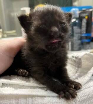 Dovie -  Domestic Short Hair Cat for Adoption in Chamblee, Georgia - Dovie | PetCurious