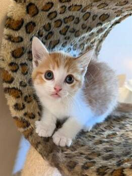 C-3PO -  Domestic Short Hair Cat for Adoption in St. Peters, Missouri - C-3PO | PetCurious