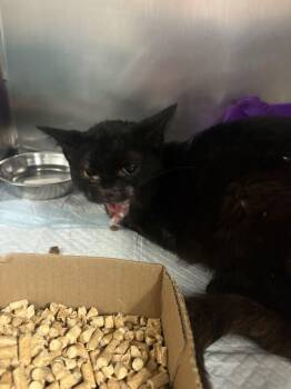 Little Bat -  Domestic Short Hair Cat for Adoption in Cincinnati, Ohio - Little Bat | PetCurious