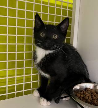 Rescue Domestic Short Hair Cats for Adoption in El Cajon, California - Poe | PetCurious