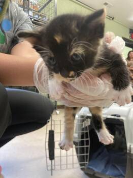 Eclair -  Domestic Short Hair Cat for Adoption in Burnsville, North Carolina - Eclair | PetCurious