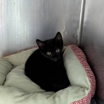 Eileen -  Domestic Short Hair Cat for Adoption in Jeffersonville, Indiana - Eileen | PetCurious