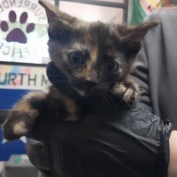 Tory -  Domestic Short Hair Cat for Adoption in Lufkin, Texas - Tory | PetCurious