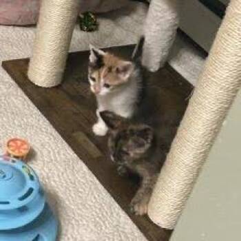 Millie -  Domestic Short Hair Cat for Adoption in Madison, Wisconsin - Millie | PetCurious