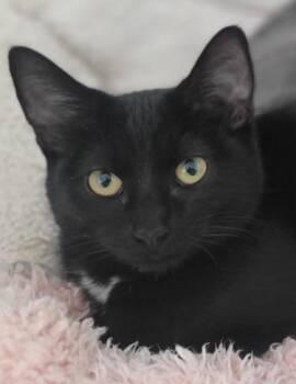 Rescue Domestic Short Hair Cats for Adoption in Denver, Colorado - Blaze | PetCurious