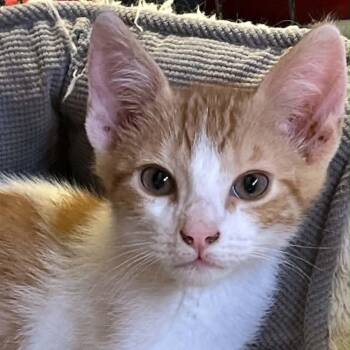 Domestic Short Hair Cats Available for Adoption in Antioch, California - Oswald | PetCurious
