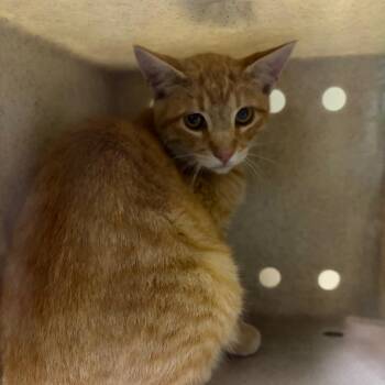 Tigger -  Domestic Short Hair Cat for Adoption in Cheyenne, Wyoming - Tigger | PetCurious