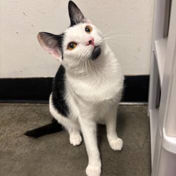 Tulip -  Domestic Short Hair Cat for Adoption in Hemet, California - Tulip | PetCurious