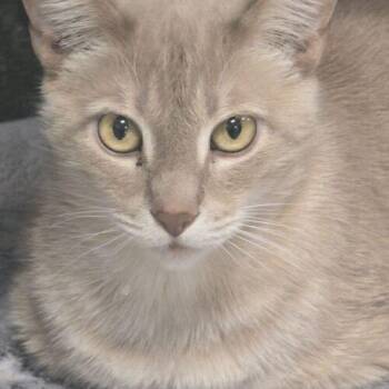 Domestic Short Hair Cats Available for Adoption - Stitch | PetCurious