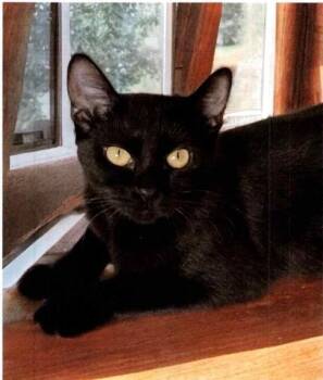 Jaggy -  Domestic Short Hair Cat Available for Adoption in Dayton, Minnesota - Jaggy | PetCurious