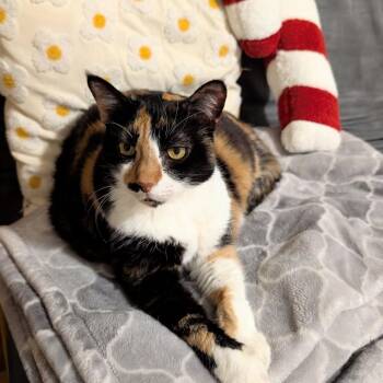 Domestic Short Hair Cats Available for Adoption - Missee | PetCurious