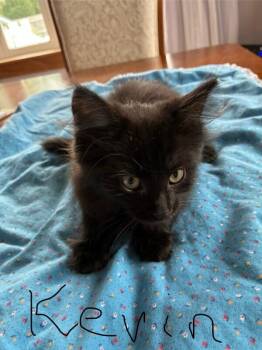 Kevin -  Domestic Medium Hair Cat for Adoption in Grand Rapids, Michigan - Kevin | PetCurious