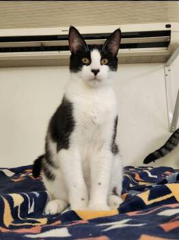 Tuxedo Cats Available for Adoption in Chester, New Jersey - Luke | PetCurious