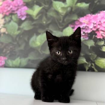 Saturn -  Domestic Short Hair Cat for Adoption in Syosset, New York - Saturn | PetCurious