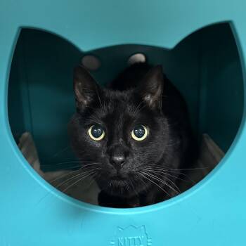 Domestic Short Hair Cats Available for Adoption in Titusville, Florida - Boo | PetCurious