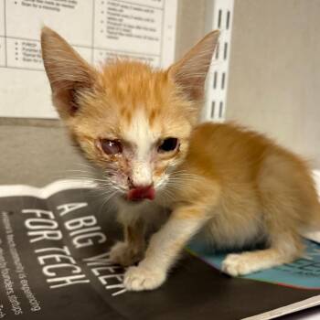 Peanut -  Domestic Short Hair Cat for Adoption in Yuma, Arizona - Peanut | PetCurious