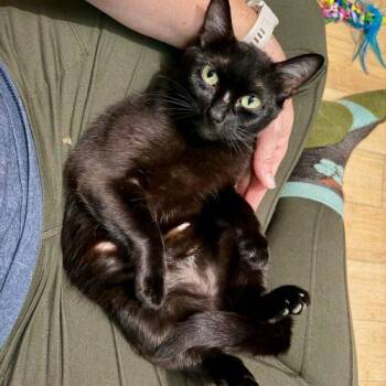 Ivy -  Domestic Short Hair Cat for Adoption in Knoxville, Tennessee - Ivy | PetCurious