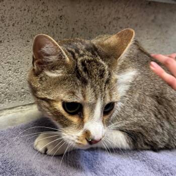 Domestic Short Hair Cats Available for Adoption in Murray, Utah - Ben | PetCurious