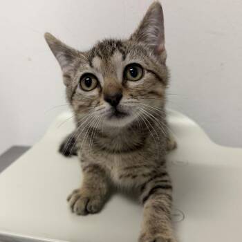 Valentino -  Domestic Short Hair Cat for Adoption in Edinburg, Texas - Valentino | PetCurious