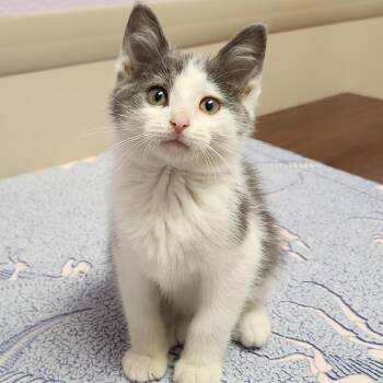 Diller -  Domestic Short Hair Cat for Adoption in Marshfield, Wisconsin - Diller | PetCurious