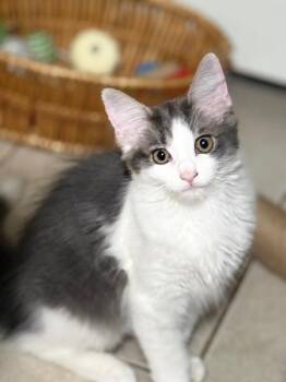 Dora -  Domestic Long Hair Cat for Adoption in North Babylon, New York - Dora | PetCurious