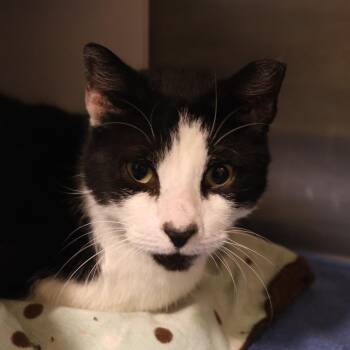 Domestic Short Hair Cats Available for Adoption in Briarcliff Manor, New York - Meadow | PetCurious