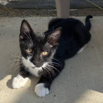 Dusty -  Domestic Short Hair Cat for Adoption in Choteau, Montana - Dusty | PetCurious