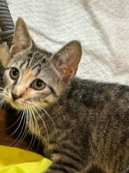 Fiesta -  Domestic Short Hair Cat for Adoption in North Babylon, New York - Fiesta | PetCurious