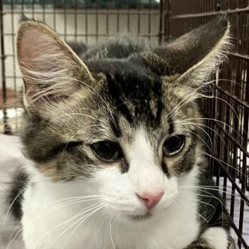 111487 -  Domestic Short Hair Cat for Adoption in Las Cruces, New Mexico - 111487 | PetCurious