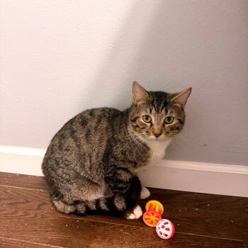 Domestic Short Hair Cats Available for Adoption in Green Bay, Wisconsin - Groot | PetCurious