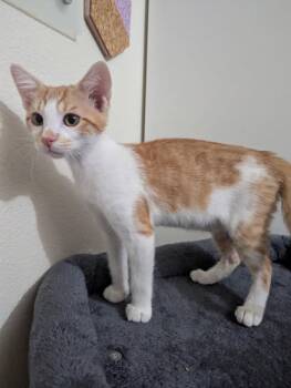 Simba 5219 -  Domestic Short Hair Cat for Adoption in Bonsall, California - Simba 5219 | PetCurious