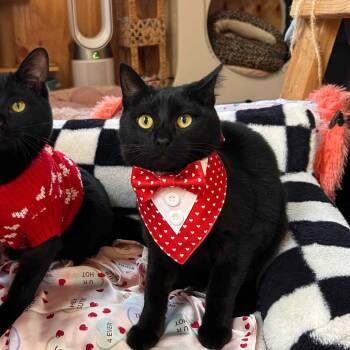 Tommen -  Domestic Short Hair Cat for Adoption - Tommen | PetCurious